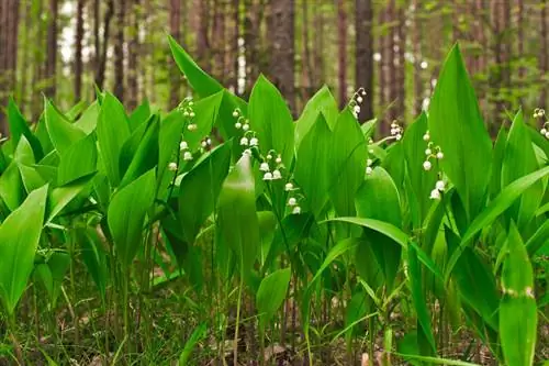 Differences between snowdrops and lily of the valley