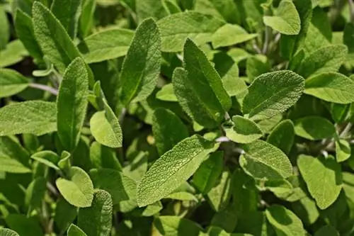 Adaçayı bölün: Bitki bitkisini bu şekilde düzgün bir şekilde çoğ altabilirsiniz