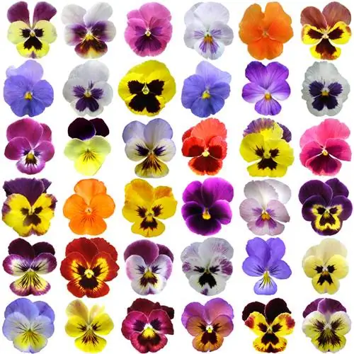 Violetas cornudas: colores, variedades y posibles combinaciones