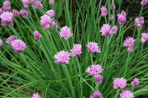 Overwinter chives