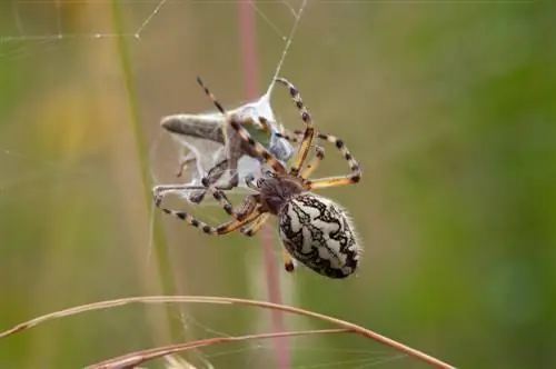 araña cruzada