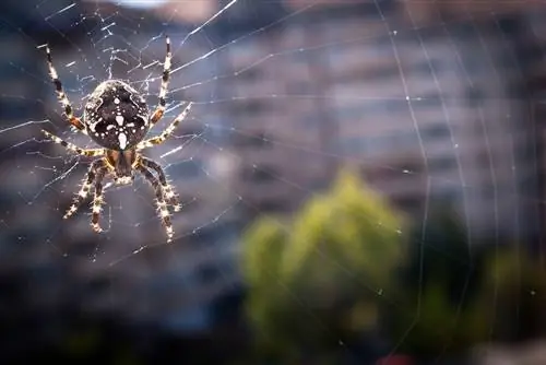 araña cruzada