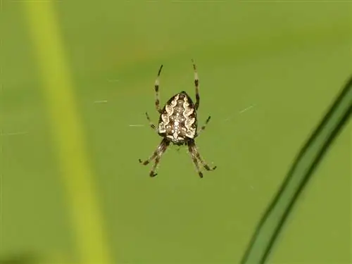 araña cruzada