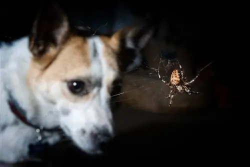 araña cruzada