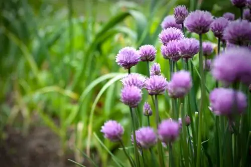 Plantar cebollino: ubicación, suelo y propagación