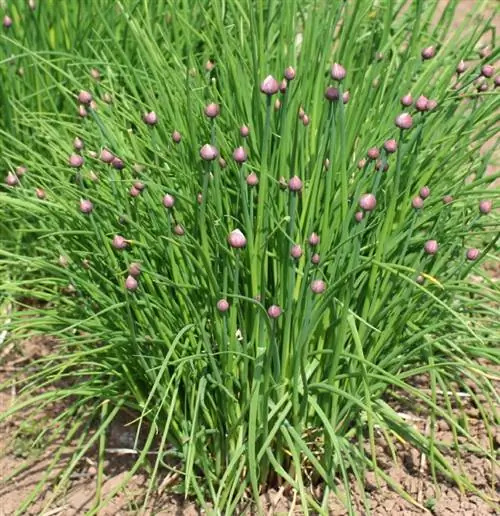 Fertilize chives: This is how you provide your plant with optimal care