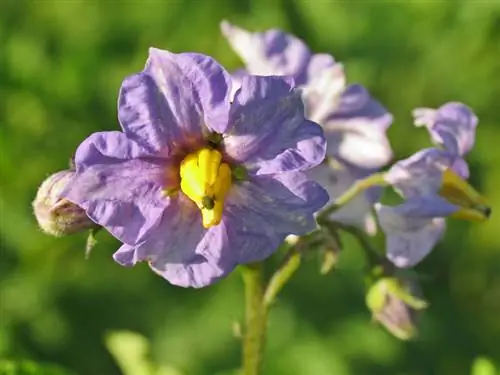 Gentian bokor mérgezés