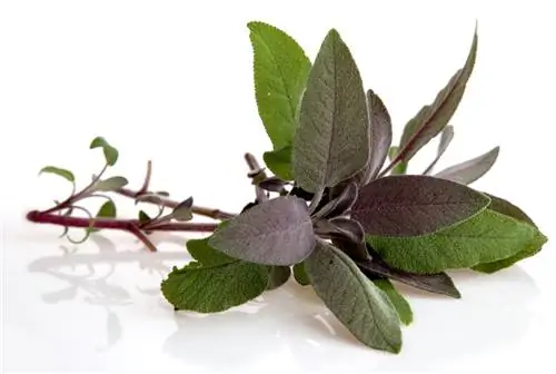 Sage տեսակ