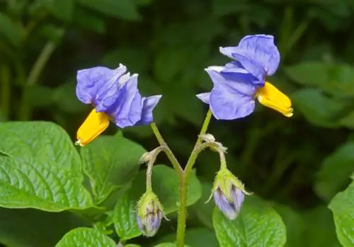 জেন্টিয়ান বুশ শীতকালীন কঠিন