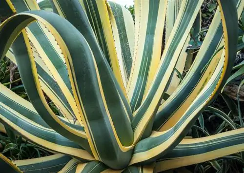 Varietetet e agave