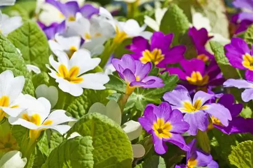 Primroses ওভারভিউ