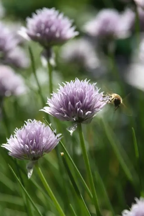 Bieslook kweken: ontkiemen in het licht of anders te werk gaan?