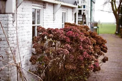 Gedroogde hortensia: tips voor snel herstel en verzorging