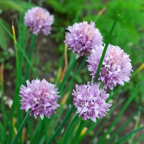 Erba cipollina perenne: consigli per piante forti