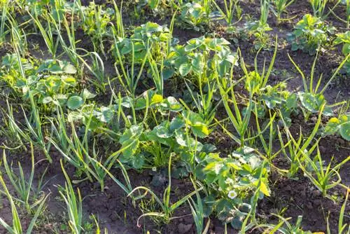 Fighting grubs with garlic