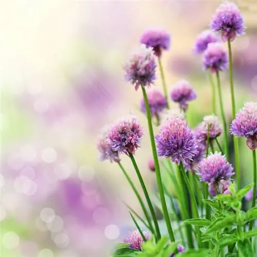 Kutunza chives