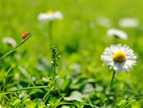 coccinelle, lombrichi, vespe parassite