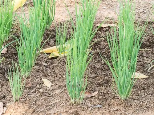 Chives অবস্থান