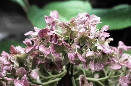 Hortensia för blöt? Hur man räddar växten