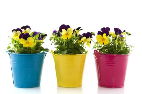 Conseils d'entretien des violettes cornues : Taille pour une floraison plus longue