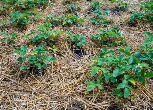 Mulch strawberries