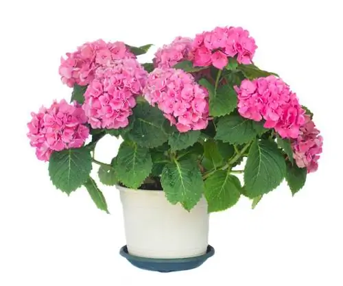 Hydrangea бөлмө өсүмдүктөрү