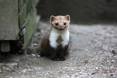 marten species