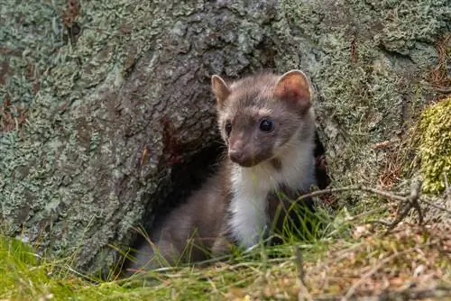 ära tunda martensid