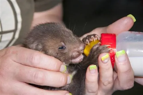 Baby marten