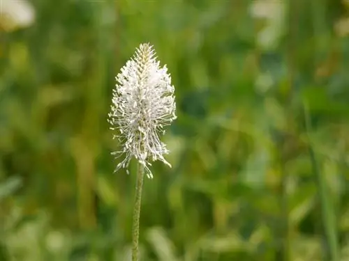 Eat ribwort plantain