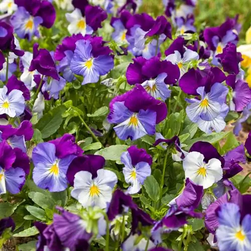 Propagating horned violets made easy: tips & tricks