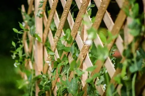 fence-screen-in-the-garden