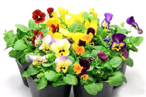 Apa perbedaan bunga violet bertanduk dengan bunga pansy?