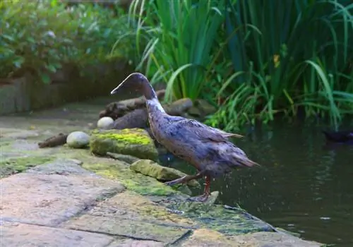 patos corriendo