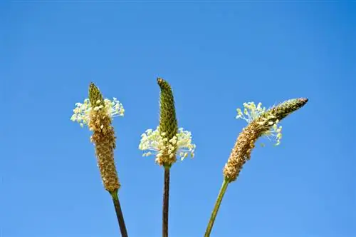 Ribwort muz çiçeklenme zamanı