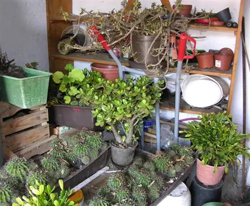 Hortensias que pasan el invierno en el sótano: así es como funciona