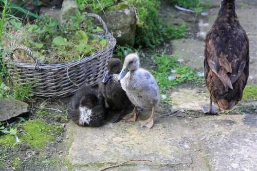 patos corriendo