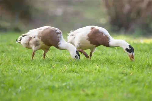 patos corriendo