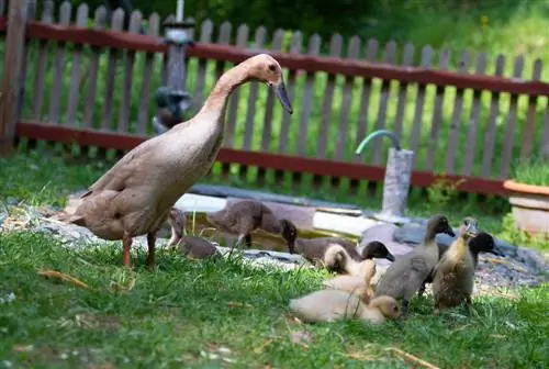 running ducks