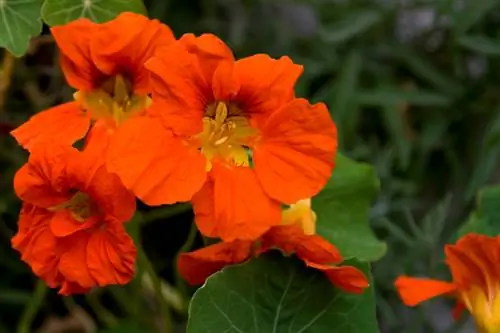 Utunzaji wa Nasturtium