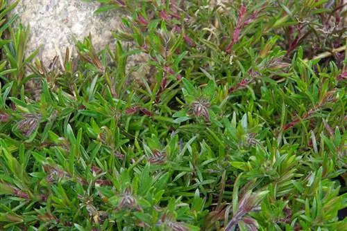 Phlox առանց ծաղիկների