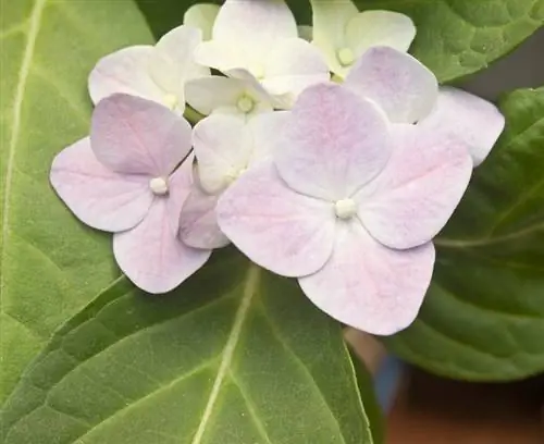 הפריית יתר של הידראנגאה