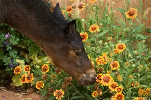 Caballo de plátano ribwort