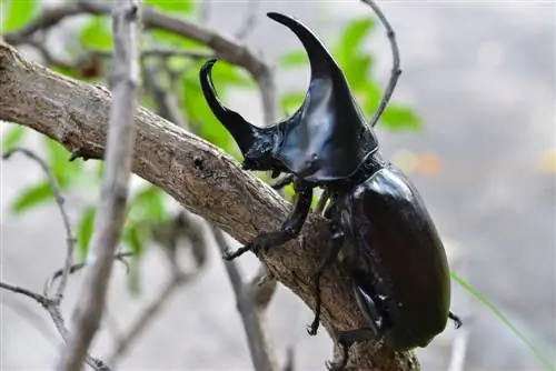 Qhov no yog li cas rhinoceros beetles nyob - lus qhia txog larvae, kev loj hlob thiab kev loj hlob