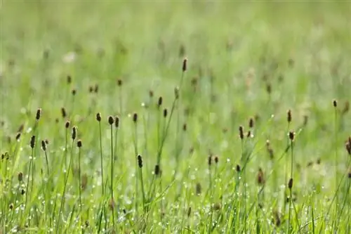 Ribwortplantain in die tuin: Watter ligging is die beste?