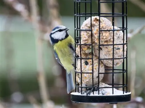 Haz tus propias bolas de sebo: recetas, información, consejos y trucos para los amantes de las aves