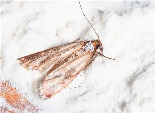 flour moths