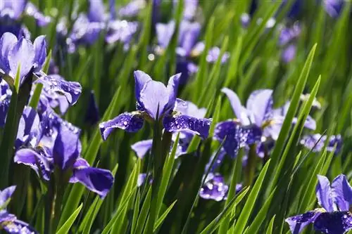 Lub sijhawm flowering ntawm iris