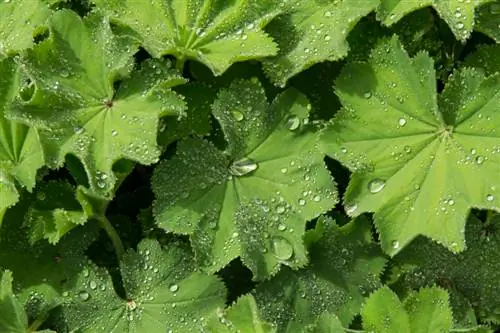 Lady's mantle: effect and application in focus