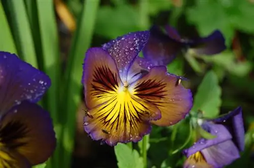 Viola hooldus